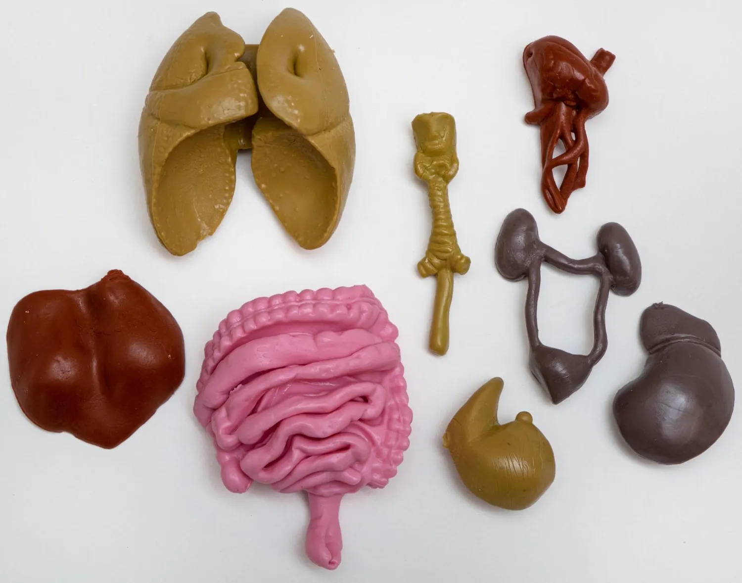 Buki 2163 Der menschliche Körper Anatomie-Set mit Stethoskop