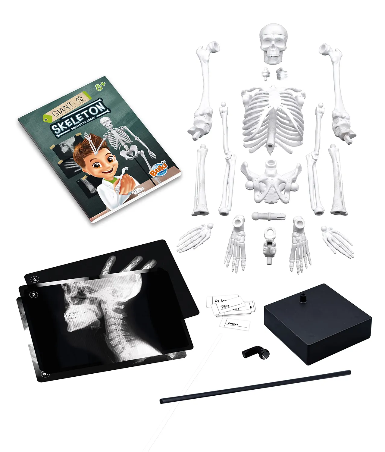 Buki France 2180 Skelett Modell 45 cm Anatomie