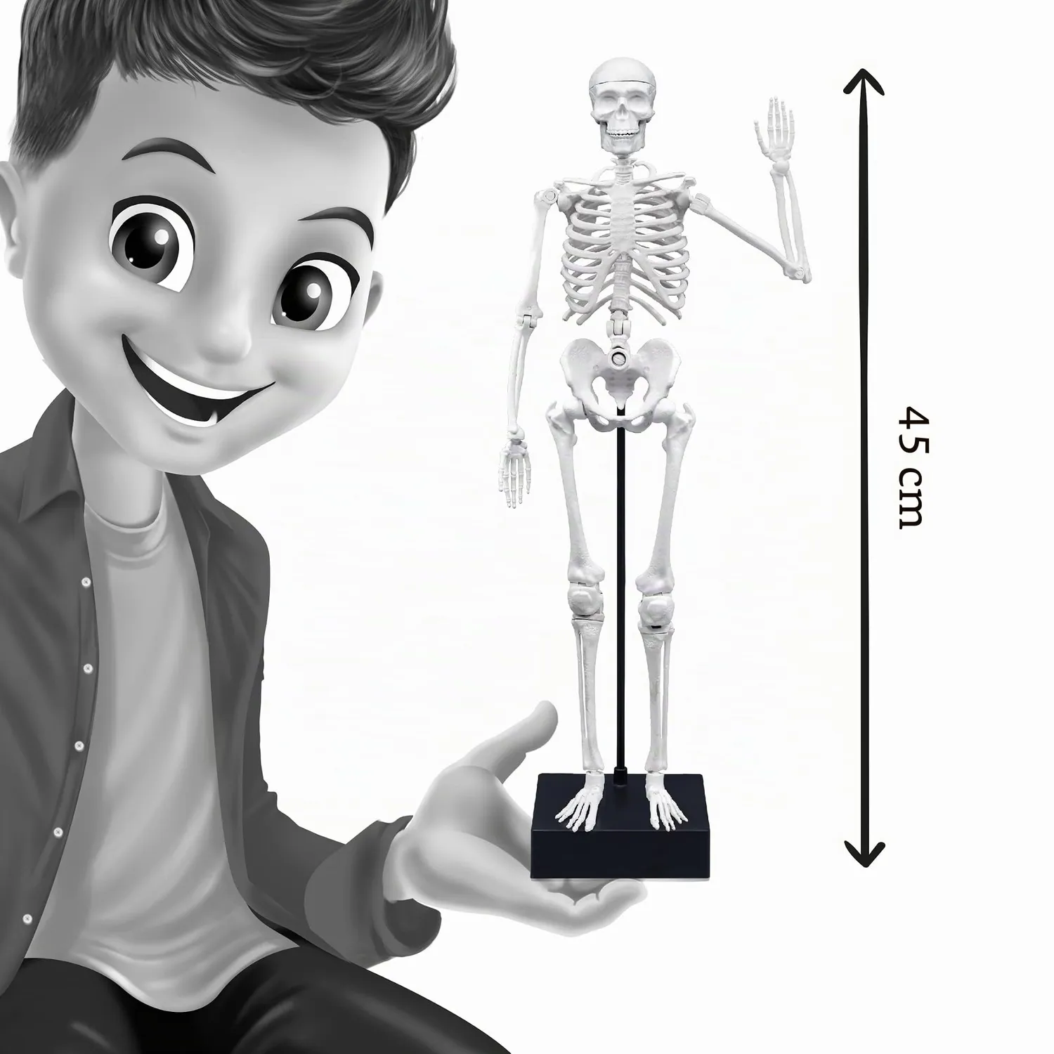 Buki France 2180 Skelett Modell 45 cm Anatomie