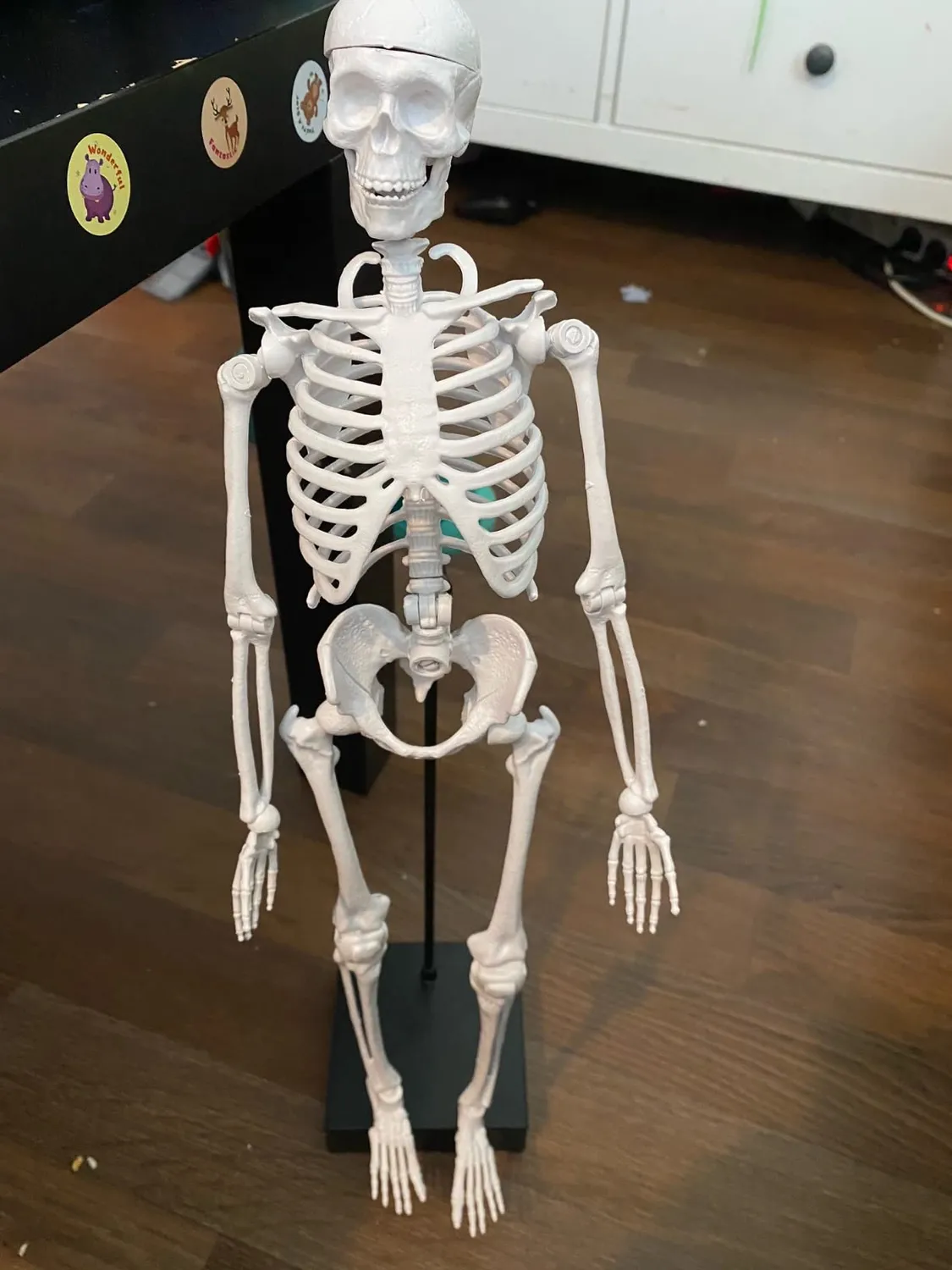 Buki France 2180 Skelett Modell 45 cm Anatomie