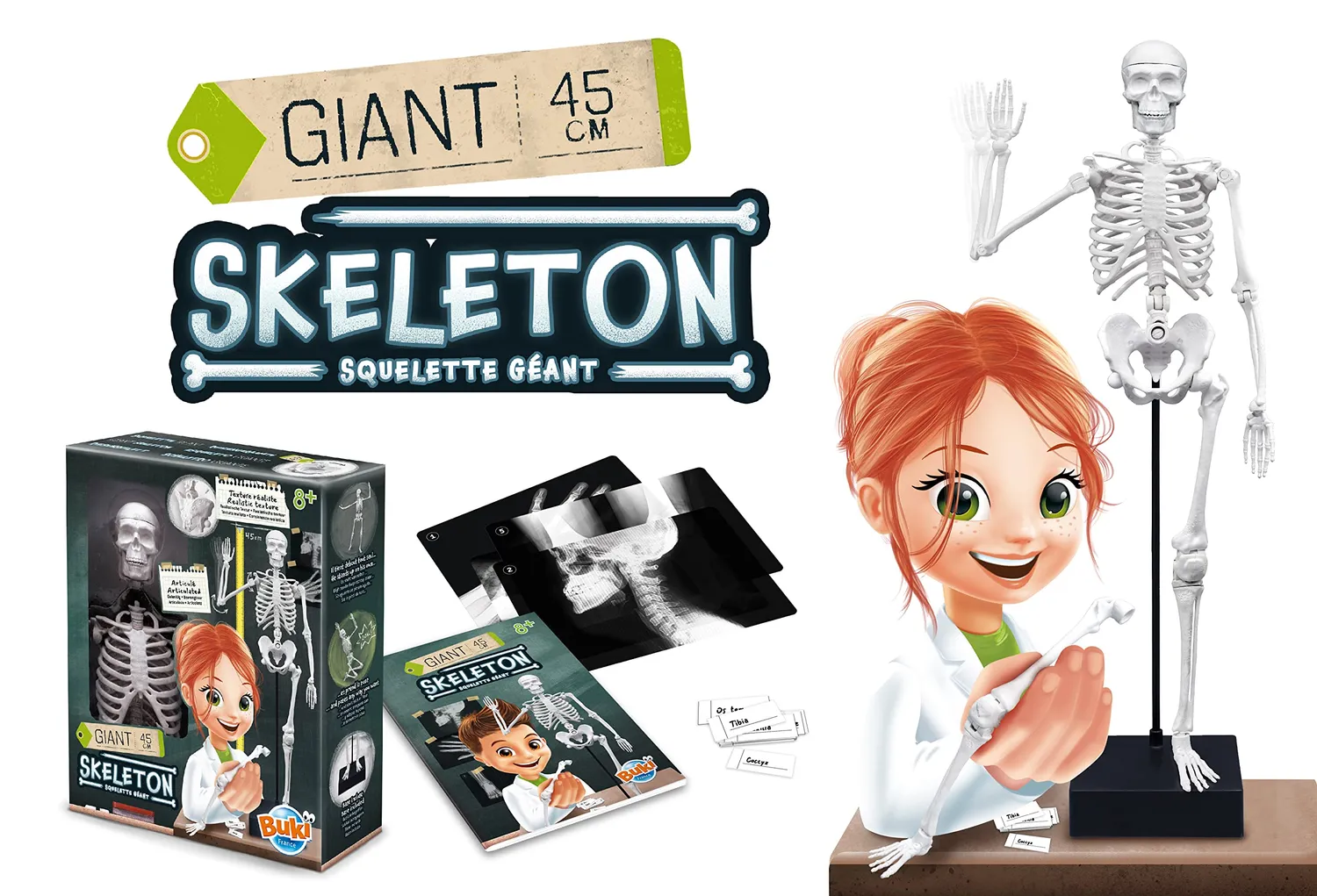 Buki France 2180 Skelett Modell 45 cm Anatomie