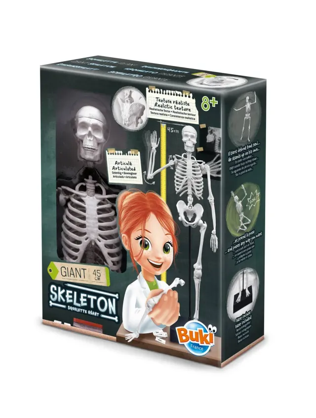 Buki France 2180 Skelett Modell 45 cm Anatomie
