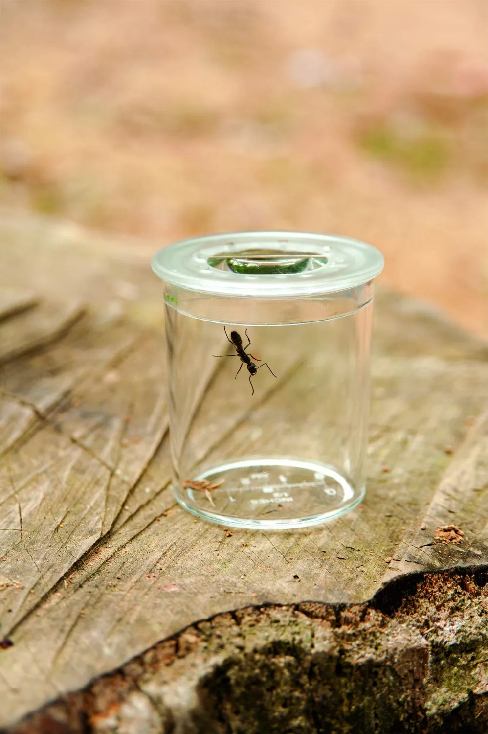 Buki France BL033 Insekten Forscher Set ab 8 Jahren