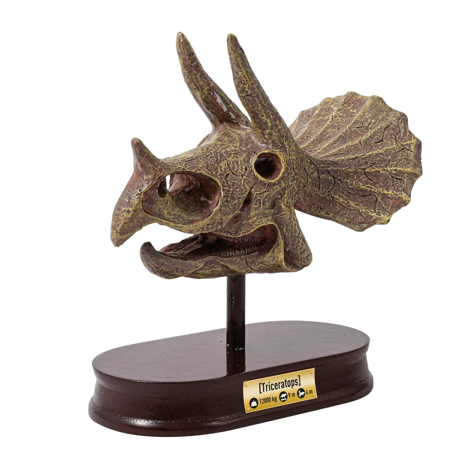 Buki France 2131 Triceratops Schädel Ausgrabungsset ab 8 Jahre