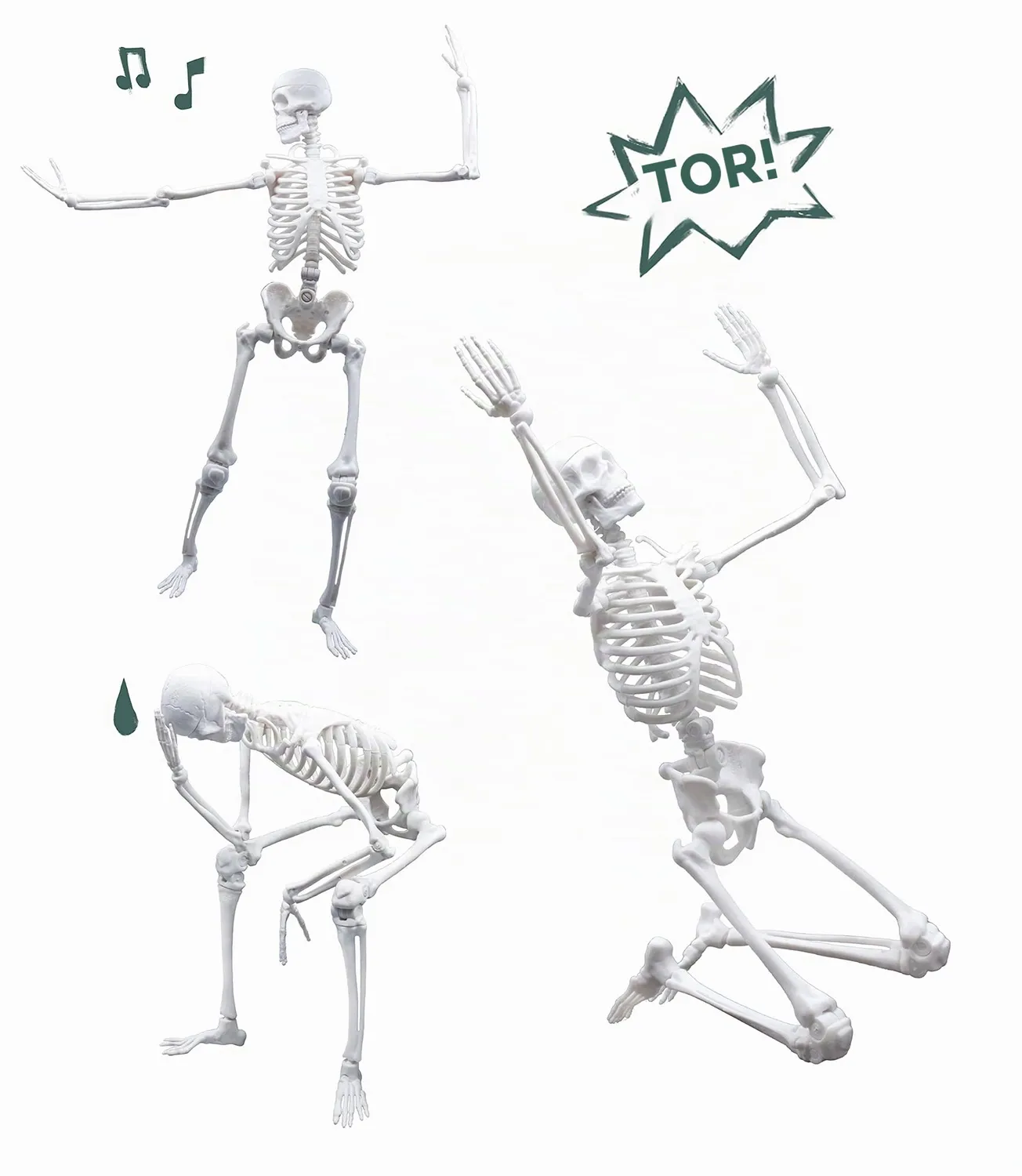 Buki France 2180 Skelett Modell 45 cm Anatomie