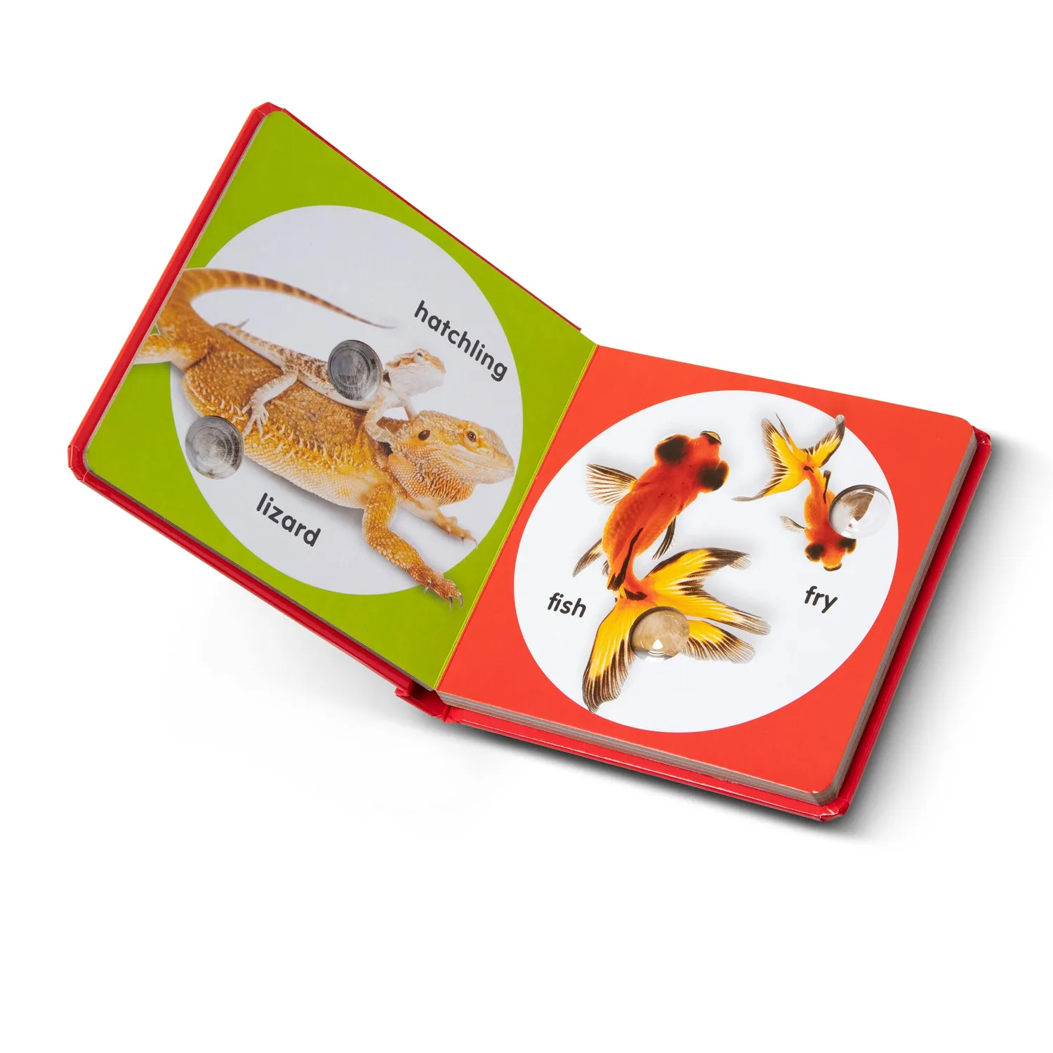 Melissa & Doug Poke-a-Dot Pet Families Pappbilderbuch